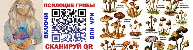 МЕГА онион  Каменногорск  Галлюциногенные грибы Psilocybine cubensis  закладки 